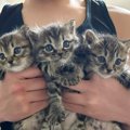 3匹の保護子猫→2匹だけお家が決まったと思ったら…"予想外の展開&…