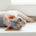 【獣医師監修】スフィンクスの平均寿命は何年？長生きのポイントや病気を…