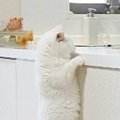 猫がカウンターに飛び乗るところを撮影していたら…『予想外すぎる展開…