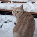 猫ちゃんの執念？雪の中でも鳥探し♪