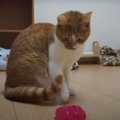 初めてスライムを見た猫ちゃんの反応とは！？