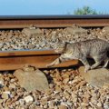 新米「鉄道猫」たちは、きょうも楽しく修行中　英国ヨークシャー