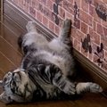 猫が飼い主に『塩対応』しがちな5つのシーン