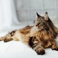 「その道一筋」で、立派なキャリアを築いた偉大な猫たち　ニュージー…