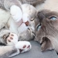 猫の性格は『6つのタイプに大別』できる！それぞれの特徴とうまい付き…