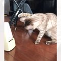 『メトロノーム』と対峙した猫→音が鳴るたびに"反応しちゃう様子&quo…