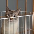 名残惜しい…猫ちゃんがお世話になったものたちとのお別れ