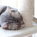 猫が『猫用ベッド』を使わない理由3選　睡眠に適していないかも？見直した…
