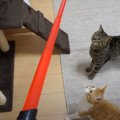 『ライトセーバー』を猫ちゃんの前で起動させてみたらどんな反応をす…