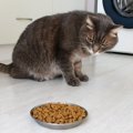 その『猫のご飯の置き場』大丈夫？適切な場所の条件4つと理由も合わせ…