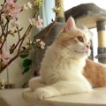 この組み合わせはズルい！『桜×猫』写真が美しすぎて話題♡