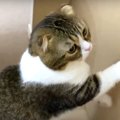 待ちくたびれちゃった？飼い主さんに怒る猫ちゃん