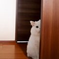 『猫とかくれんぼ』してみた結果…可愛い行動に1万7000人が悶絶 「隠れ…