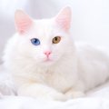 【獣医師監修】ターキッシュアンゴラの毛色の種類は？白以外のカラーや模…