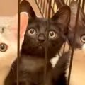 ケージの中で仲良く並ぶ3匹の子猫…見事な『シンクロっぷり』に「一瞬にし…