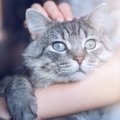 『抱きついてくる猫』が考えていること4つ