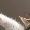 クローゼットの中の洋服を『毛だらけ』にした猫→飼い主に捕まった結果…