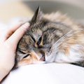 猫に『急性痛』が起こる原因と見極める方法3つ