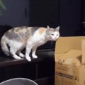 PCの故障でチャンネルの危機？！しかしその頃猫ちゃんは…