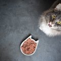 猫を『早死させるご飯』の特徴4選！理由や気を付けるポイントも