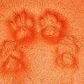 ヨガマットに猫が座った結果→残されたのは……感動必至の『美しすぎる跡』が…