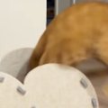 猫ハウスで遊ぶ猫→勢いよく中に飛び込むと…思わず笑ってしまう『激し…