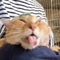 ボス猫をブラッシングしたら、気持ち良すぎて…爆笑必至の『変顔』が145万…