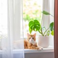 愛猫の「誘拐」を防ぐために…飼い主さんがやるべき3つのこと　過去に…