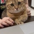 パソコンを見ていたら、猫がそばにやってきて…あまりにも可愛い行動に笑う…