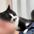 朝起きると、腕の中にいて甘えてくる愛猫→『尊い』と思っていたら…予想外…