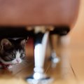 猫の『自律神経失調症』とは？気になる症状や予防策、治療法などを解説