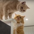 猫ちゃんあるある16連発！クセ強めのシーンをお届け☆ 