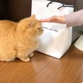 パパじゃなくて姉が帰ってきたときの猫の反応…『まさかの技』がおもし…