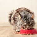 猫に与えるのは避けるべき『危険なキャットフード』の特徴4つ　有害となり…