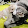 子猫が『ハスキー犬』を起こしにいった結果…予想外の行動が可愛すぎると58…