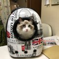 愛猫との同伴避難の実情とやるべき準備