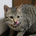 猫の「1日ルーティーン」とは？普段なにをしているの？