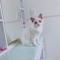 猫が飼い主を探している時の仕草５つ