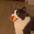 『喋りすぎｗｗ』おもちゃを持ってきた猫が『鳴いてアピール』し始めた結…