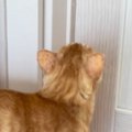 『いつもと違う声がする』→2階に上がってみると、猫が…次女が帰ったあとの…