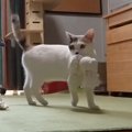 猫ちゃんのお留守番！寂しそうな声が切ない