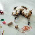 猫が『もう遊びたくない』と伝えているサイン5つ　切り上げるベストタイミ…