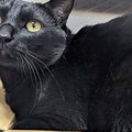 満足げな表情で『ダンボールに入る黒猫』→『後ろ側』から見てみると…まさ…