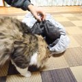 元ボス猫に『ロールクッション』をプレゼントした結果…まさかの『可愛…