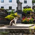 愛猫を亡くした後の『遺骨を供養』する方法4つ　自宅で保管して問題な…