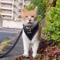 『くっさぁ…』猫がにおいを嗅ぎ回った結果…繰り返される『くさ顔』に思わ…