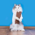 猫に食べさせてはいけない『人のお菓子』3つ　命に関わる恐れも？誤飲した…