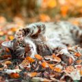 秋を迎えると『猫に起こる変化』4選　変わる理由や気を付けたいことも解説