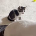 ご飯中のママ猫を不思議そうに見つめる子猫→ママが歩き出すと…思わず…