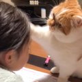 猫と娘の1年を『1分にまとめた』結果…2人の関係性が素敵すぎると537万…